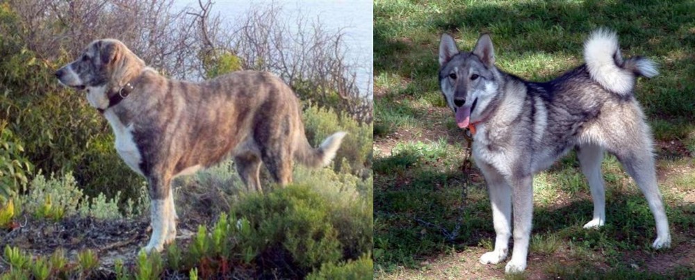 West Siberian Laika vs Rafeiro do Alentejo - Breed Comparison