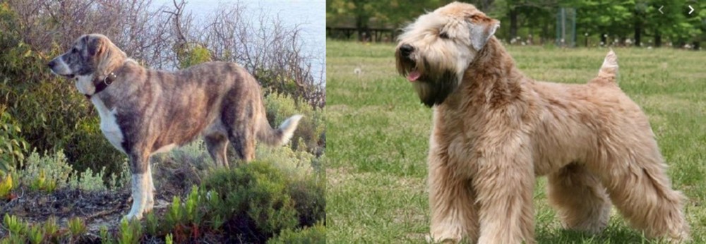Wheaten Terrier vs Rafeiro do Alentejo - Breed Comparison