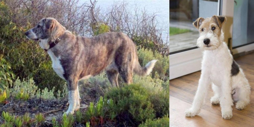 Wire Fox Terrier vs Rafeiro do Alentejo - Breed Comparison