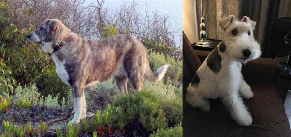 Wire Haired Fox Terrier vs Rafeiro do Alentejo - Breed Comparison