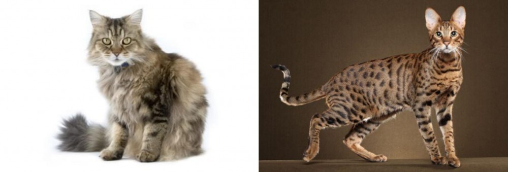 Savannah vs Ragamuffin - Breed Comparison