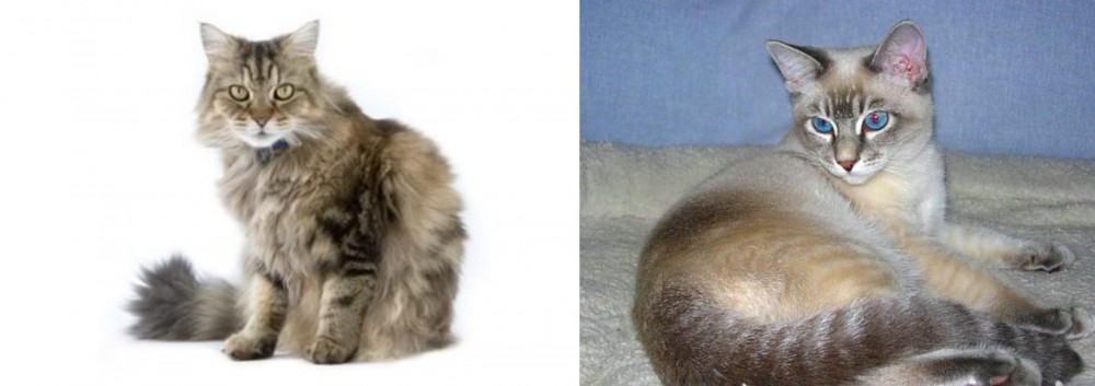 Tiger Cat vs Ragamuffin - Breed Comparison