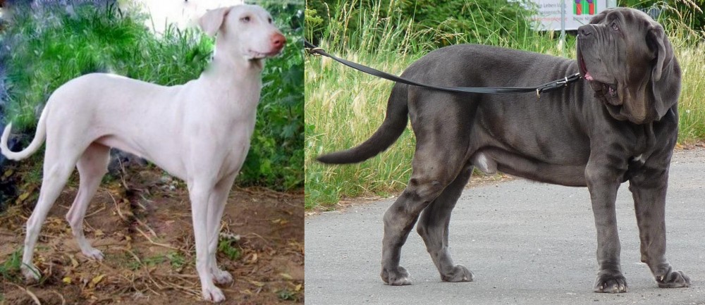 Neapolitan Mastiff vs Rajapalayam - Breed Comparison