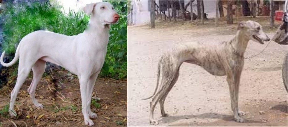 Rampur Greyhound vs Rajapalayam - Breed Comparison