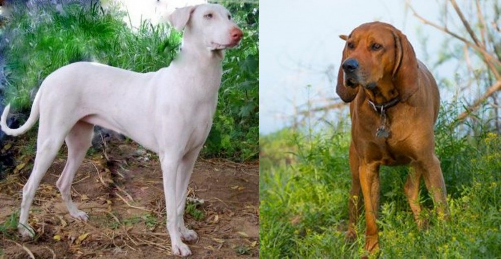 Redbone Coonhound vs Rajapalayam - Breed Comparison