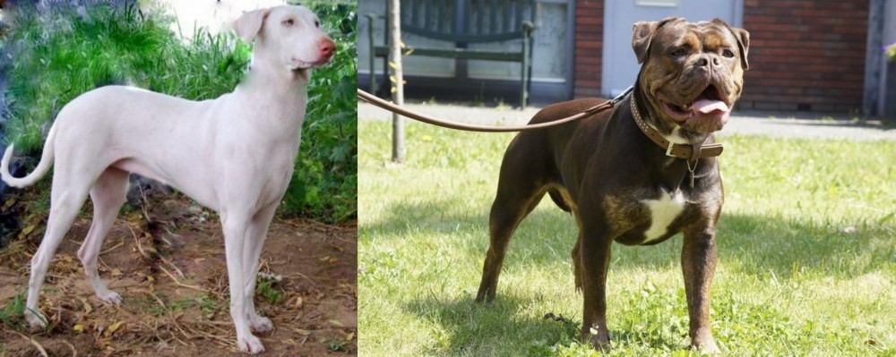 Renascence Bulldogge vs Rajapalayam - Breed Comparison