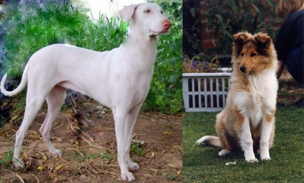 Rough Collie vs Rajapalayam - Breed Comparison