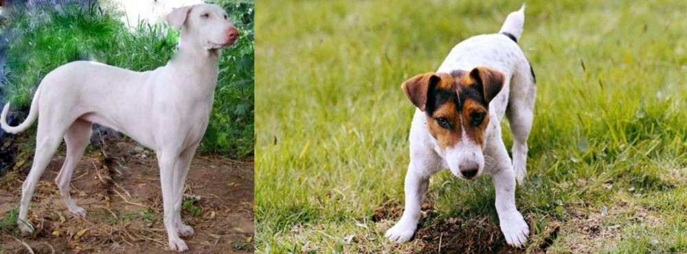 Russell Terrier vs Rajapalayam - Breed Comparison