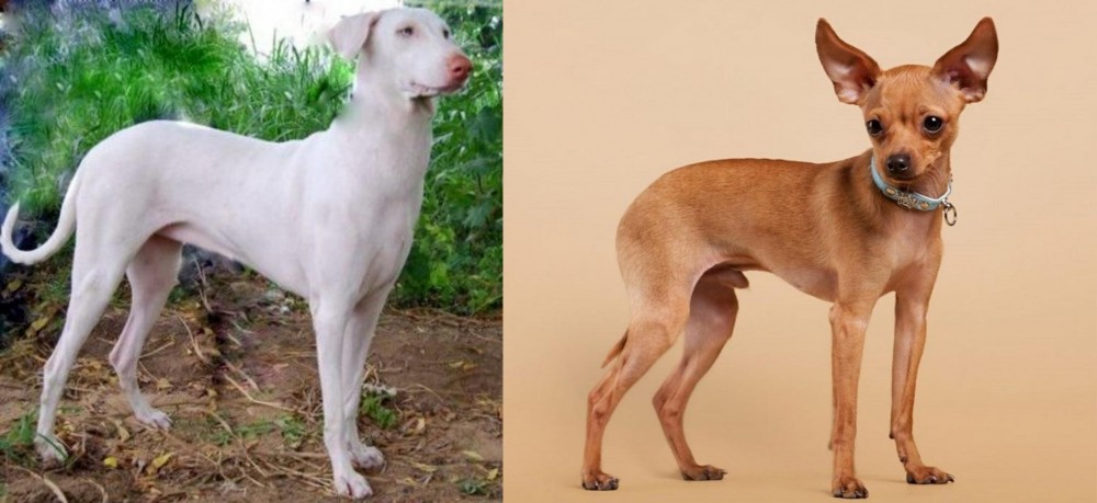 Russian Toy Terrier vs Rajapalayam - Breed Comparison