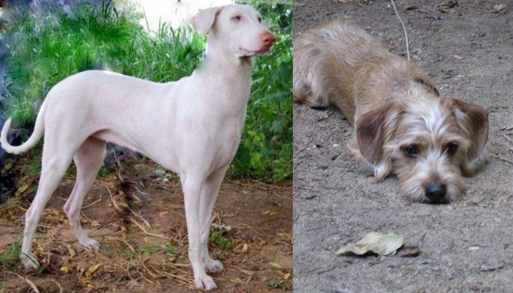 Schweenie vs Rajapalayam - Breed Comparison