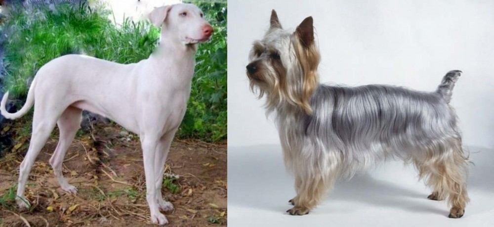 Silky Terrier vs Rajapalayam - Breed Comparison