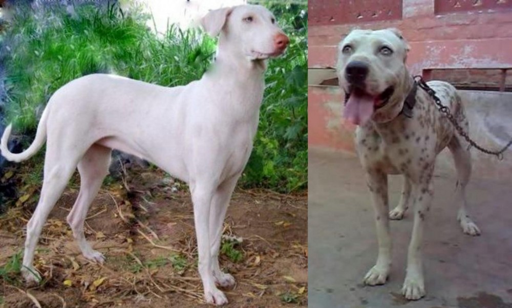 Sindh Mastiff vs Rajapalayam - Breed Comparison