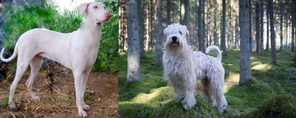 Soft-Coated Wheaten Terrier vs Rajapalayam - Breed Comparison
