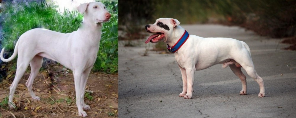 Staffordshire Bull Terrier vs Rajapalayam - Breed Comparison