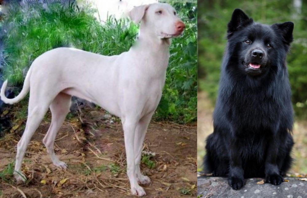 Swedish Lapphund vs Rajapalayam - Breed Comparison
