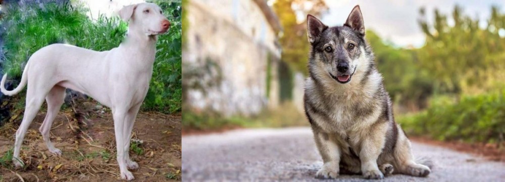 Swedish Vallhund vs Rajapalayam - Breed Comparison