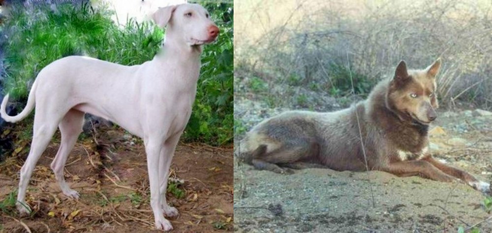 Tahltan Bear Dog vs Rajapalayam - Breed Comparison