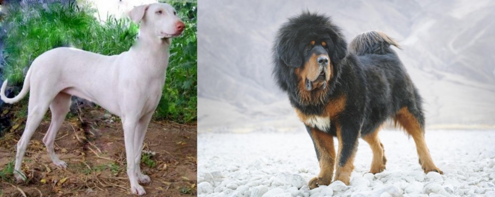 Tibetan Mastiff vs Rajapalayam - Breed Comparison