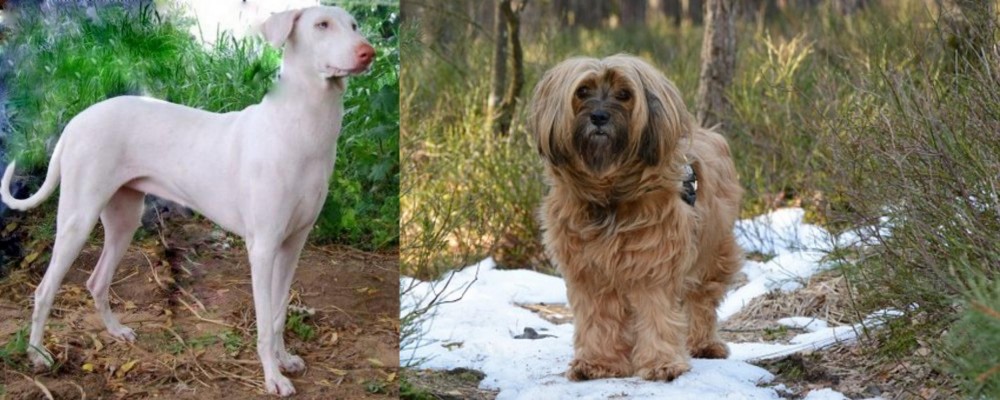 Tibetan Terrier vs Rajapalayam - Breed Comparison