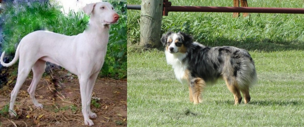 Toy Australian Shepherd vs Rajapalayam - Breed Comparison
