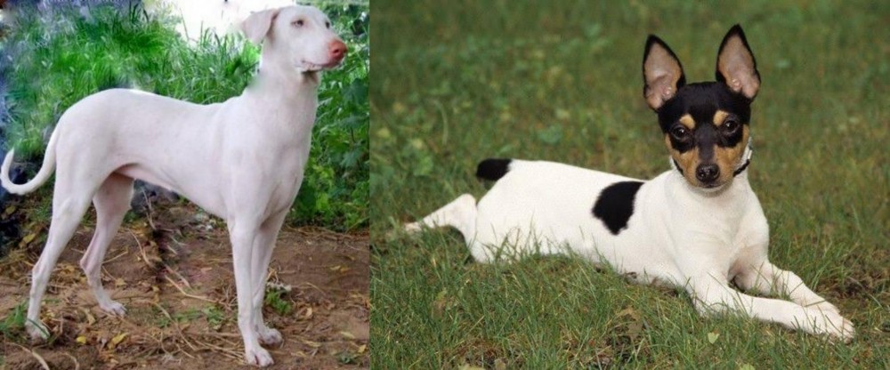Toy Fox Terrier vs Rajapalayam - Breed Comparison