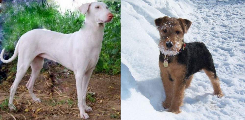Welsh Terrier vs Rajapalayam - Breed Comparison