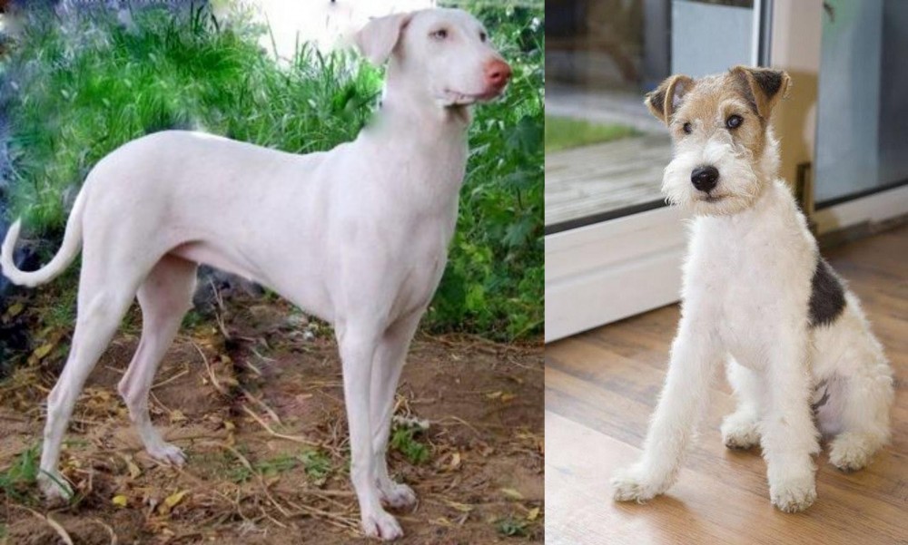 Wire Fox Terrier vs Rajapalayam - Breed Comparison