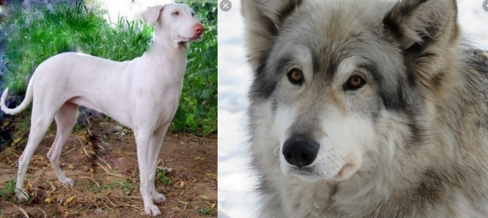 Wolfdog vs Rajapalayam - Breed Comparison