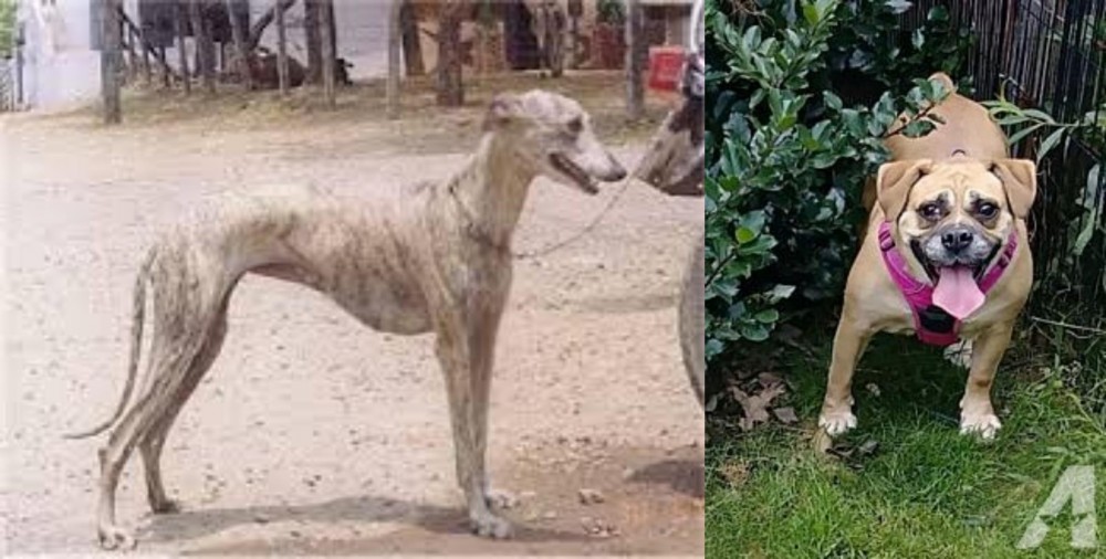 Beabull vs Rampur Greyhound - Breed Comparison