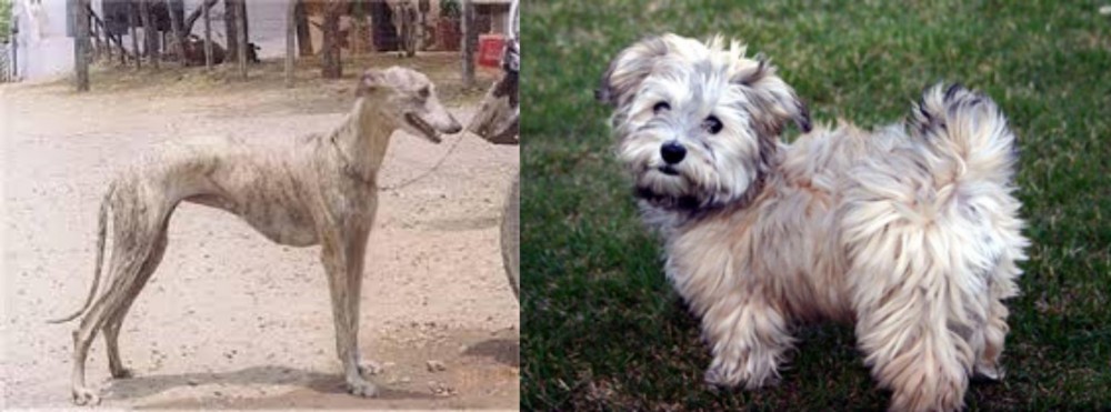 Havapoo vs Rampur Greyhound - Breed Comparison