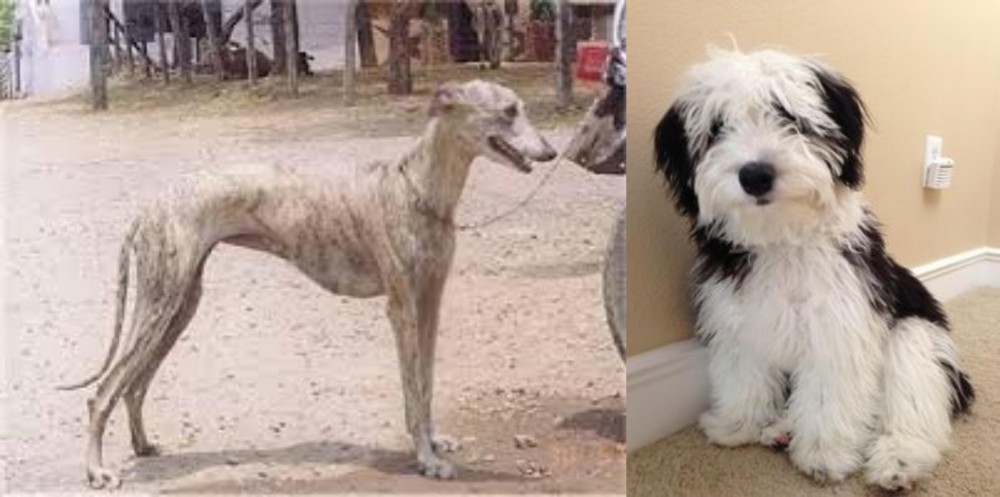 Mini Sheepadoodles vs Rampur Greyhound - Breed Comparison