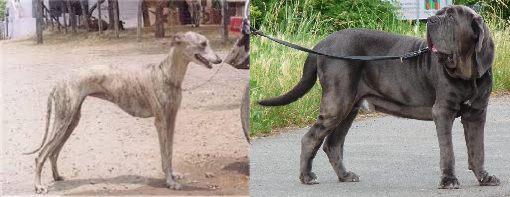 Neapolitan Mastiff vs Rampur Greyhound - Breed Comparison