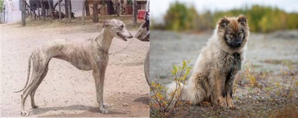 Nenets Herding Laika vs Rampur Greyhound - Breed Comparison