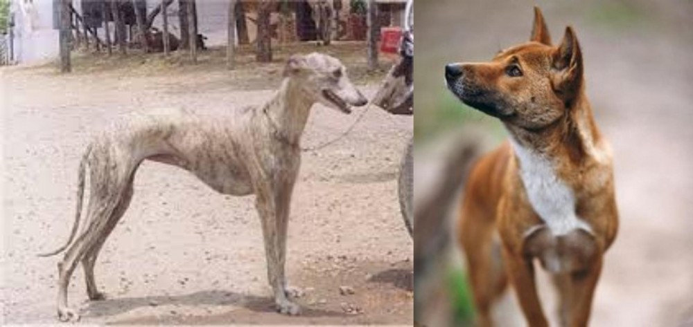 New Guinea Singing Dog vs Rampur Greyhound - Breed Comparison