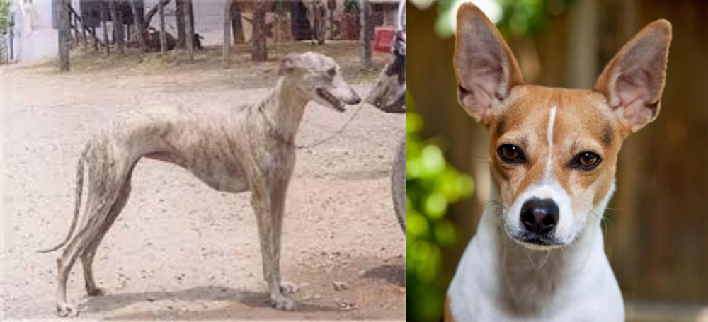 Rat Terrier vs Rampur Greyhound - Breed Comparison