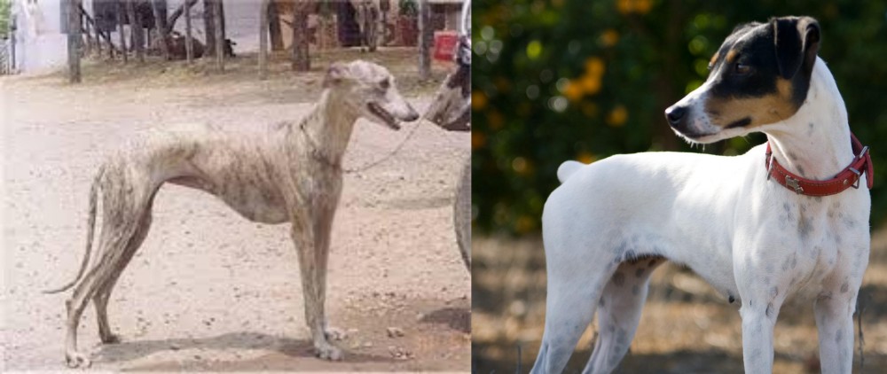Ratonero Bodeguero Andaluz vs Rampur Greyhound - Breed Comparison