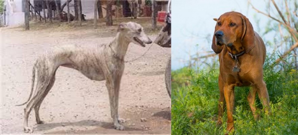 Redbone Coonhound vs Rampur Greyhound - Breed Comparison