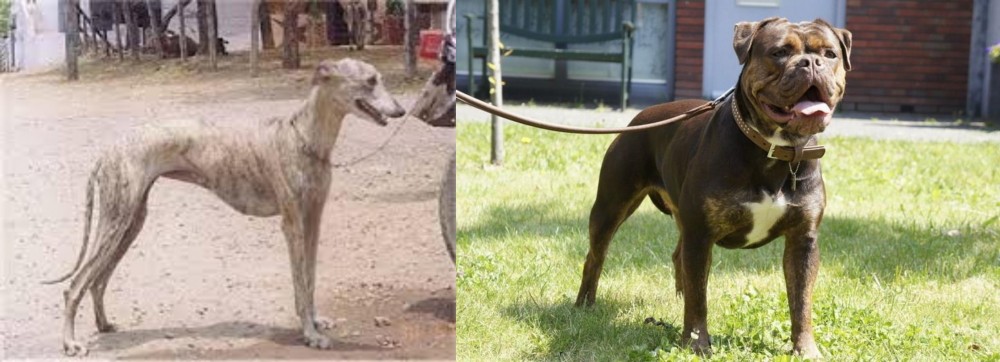 Renascence Bulldogge vs Rampur Greyhound - Breed Comparison