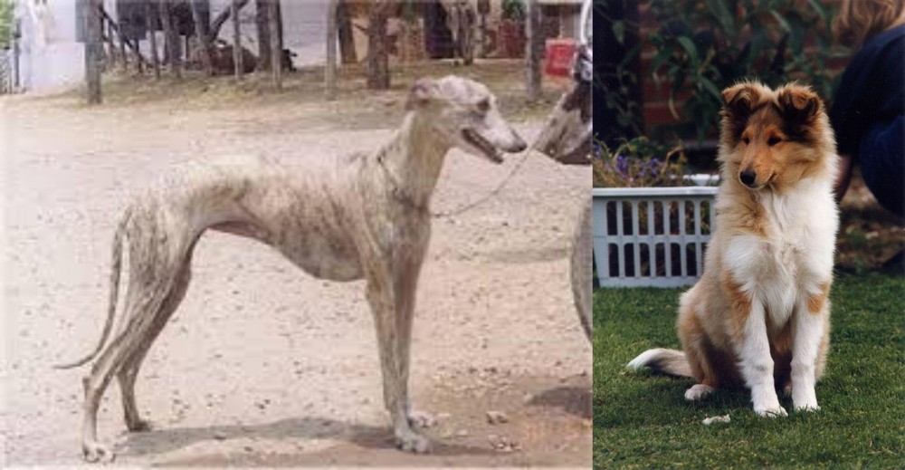 Rough Collie vs Rampur Greyhound - Breed Comparison