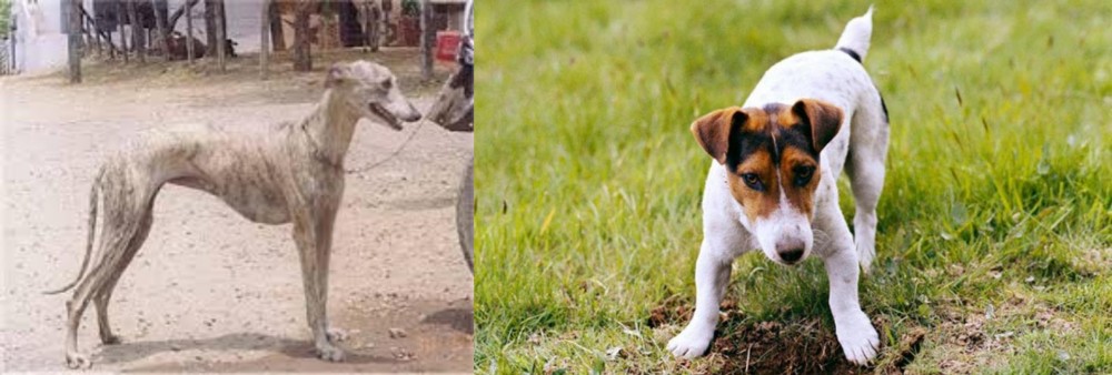 Russell Terrier vs Rampur Greyhound - Breed Comparison