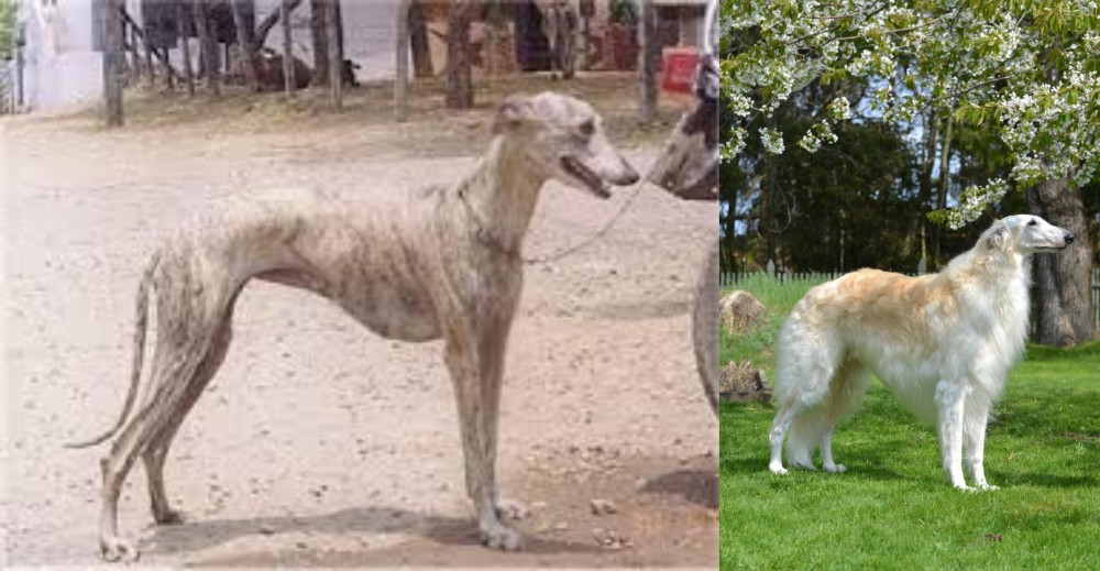 Russian Hound vs Rampur Greyhound - Breed Comparison