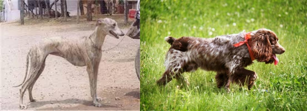 Russian Spaniel vs Rampur Greyhound - Breed Comparison