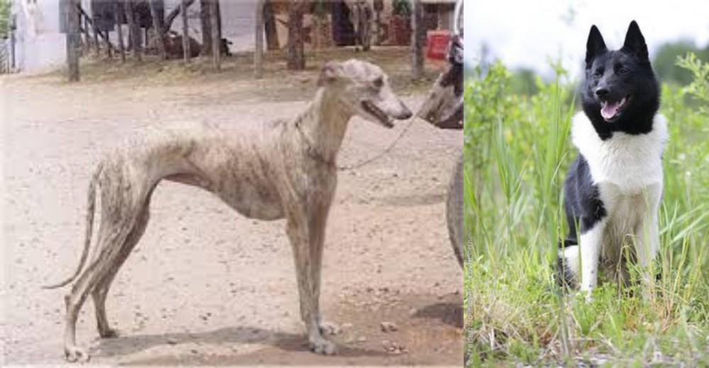 Russo-European Laika vs Rampur Greyhound - Breed Comparison