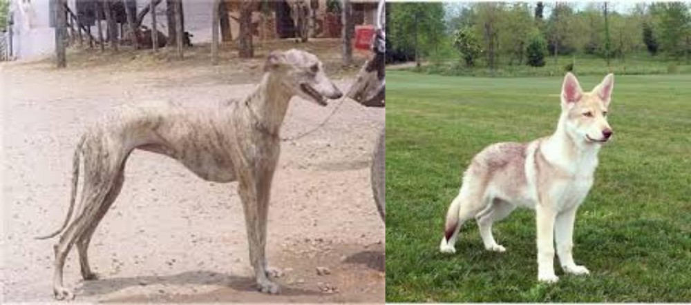 Saarlooswolfhond vs Rampur Greyhound - Breed Comparison