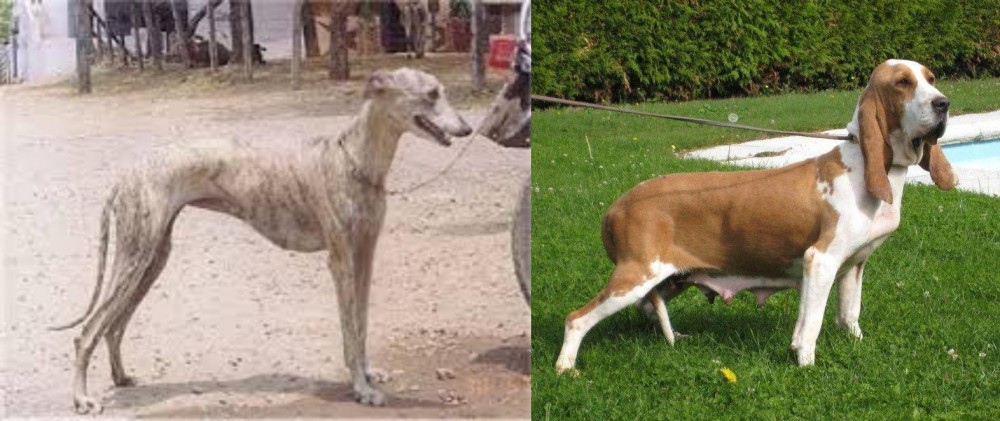 Sabueso Espanol vs Rampur Greyhound - Breed Comparison
