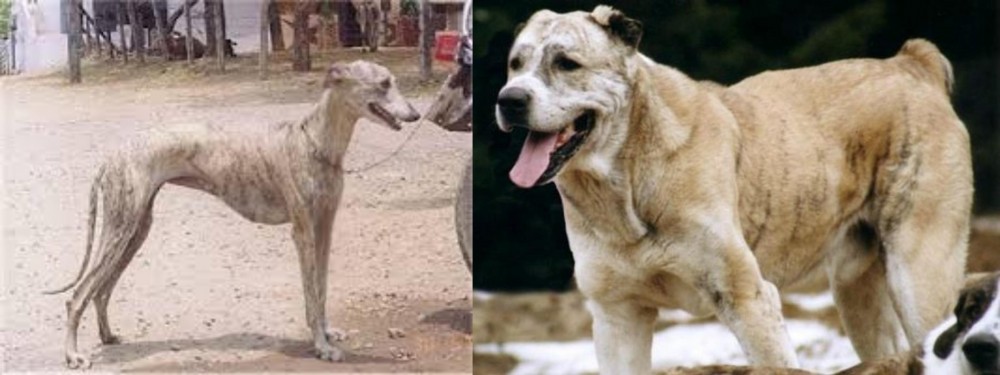 Sage Koochee vs Rampur Greyhound - Breed Comparison