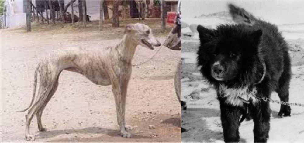 Sakhalin Husky vs Rampur Greyhound - Breed Comparison