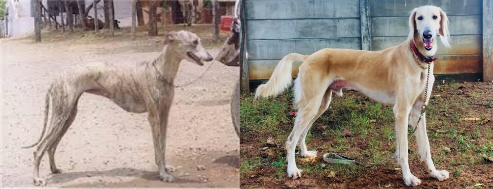 Saluki vs Rampur Greyhound - Breed Comparison