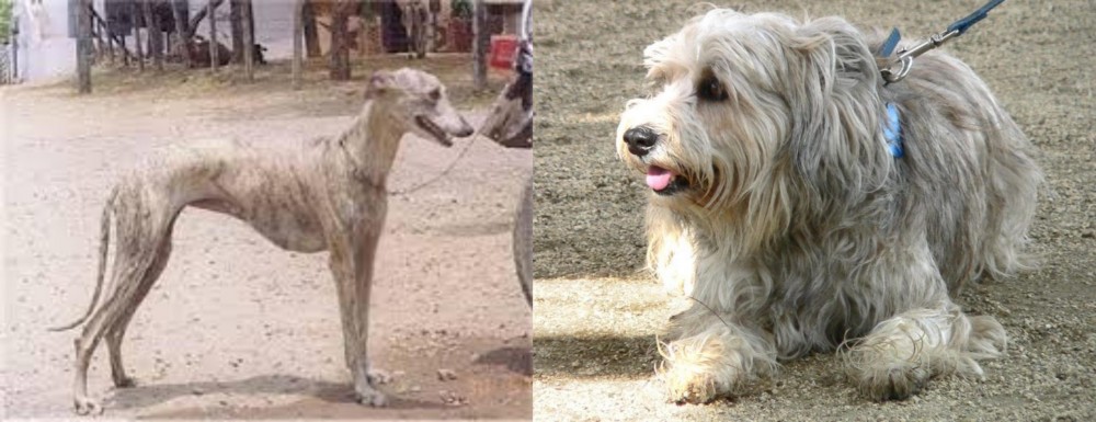 Sapsali vs Rampur Greyhound - Breed Comparison