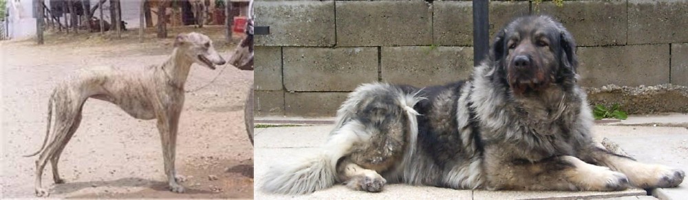 Sarplaninac vs Rampur Greyhound - Breed Comparison